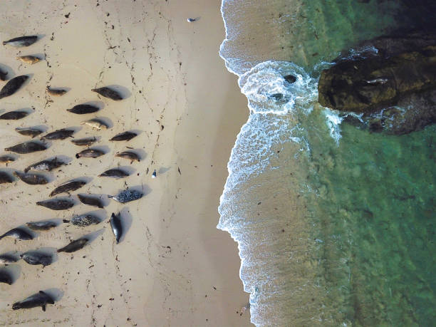 leões de mar, vista aérea do litoral, enseada de la jolla, califórnia, san diego - la jolla cove - fotografias e filmes do acervo