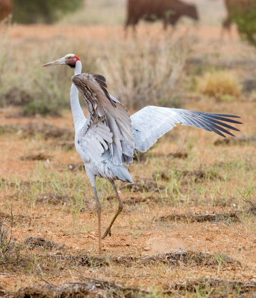 brolga dancing brolga dancing in Western Queensland, Australia brolga stock pictures, royalty-free photos & images