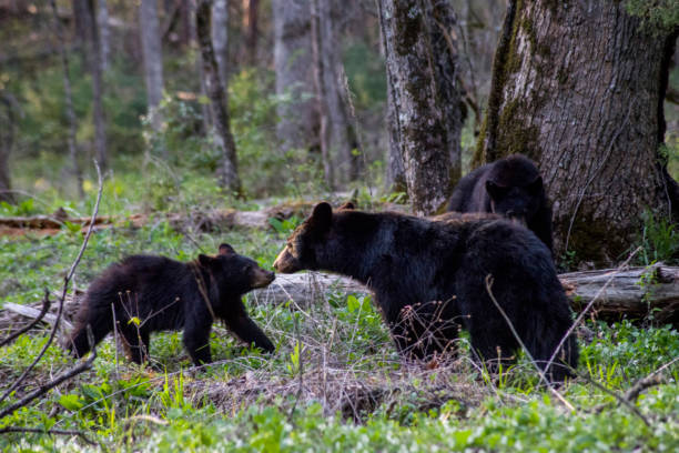 istock Black Bear mother and cub touch noses. 974470562