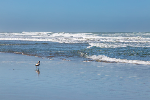 A bird on the shoreline, at Ocean Beach, San Francisco