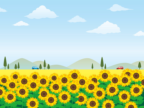 Sunflower Field Vector Illustration Stock Illustration - Download Image Now  - Sunflower, Agricultural Field, Illustration - iStock