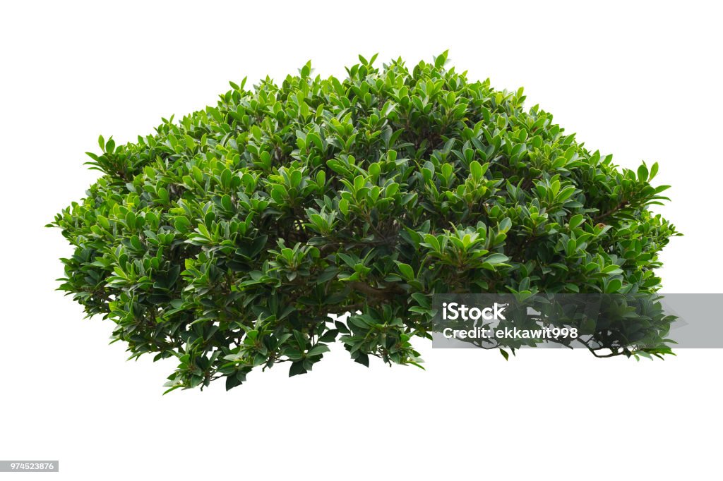 Green bush isolated on white background. Leaf, Plant, Thailand, Bush, Cut Out Bush Stock Photo