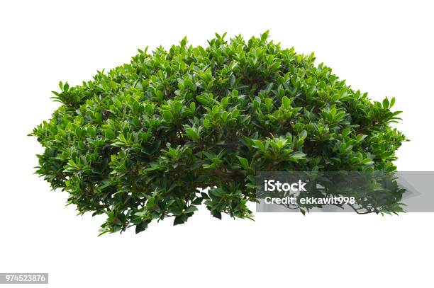 Green Bush Isolated On White Background Stock Photo - Download Image Now - Bush, Cut Out, Tree