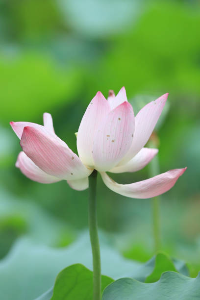 istock a  lotus flower blossom at summer time 974531546