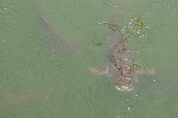 istock big catfish in the clean river 974538740