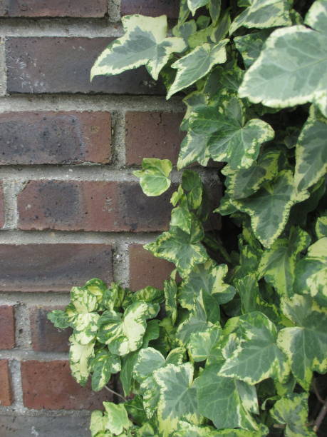 istock Ivy climbing on a house facade 974543934