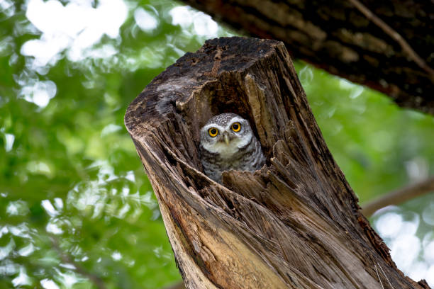 istock spotted owl in Thailand 974544518