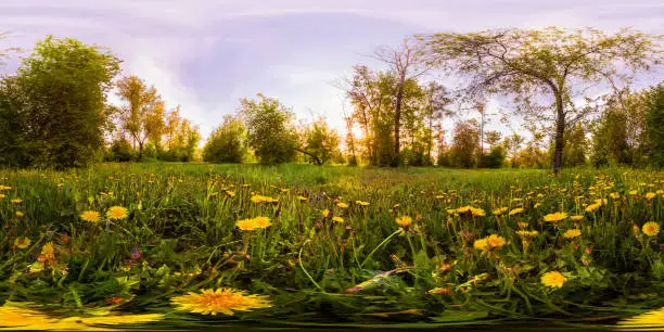 Photo of Field of yellow dandelions in the green forest at sunset. Spherical 360vr degree panorama