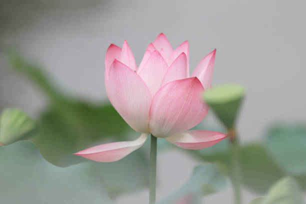 istock a  lotus flower blossom at summer time 974571138