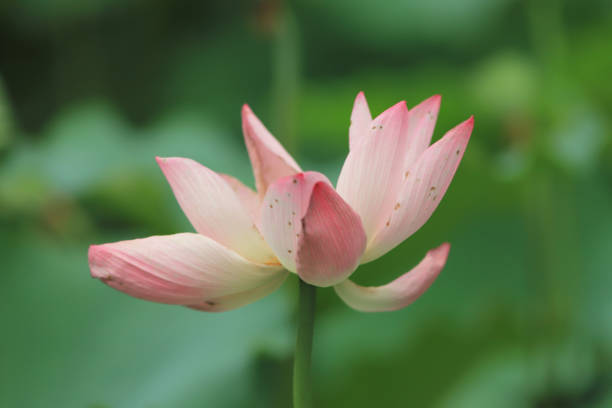 istock a  lotus flower blossom at summer time 974571152