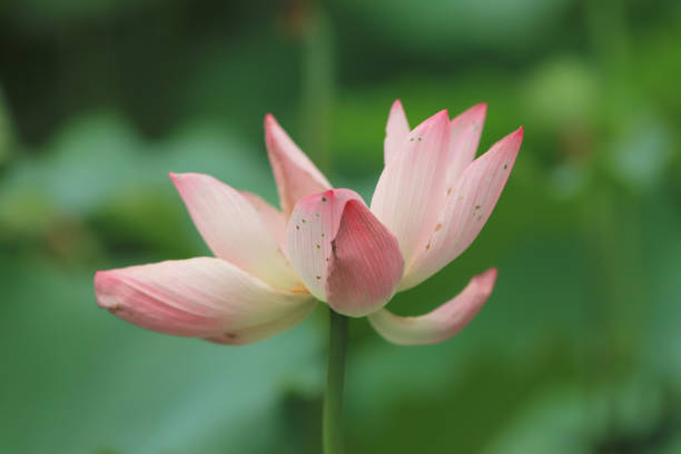 istock a  lotus flower blossom at summer time 974571180