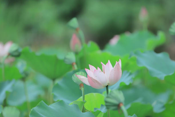 istock a  lotus flower blossom at summer time 974573700