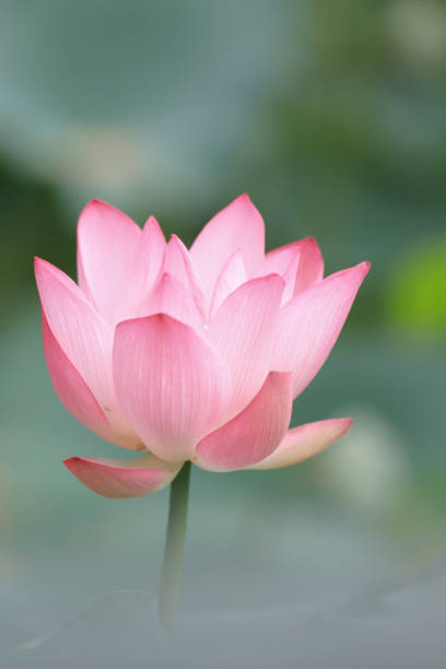istock a  lotus flower blossom at summer time 974574020