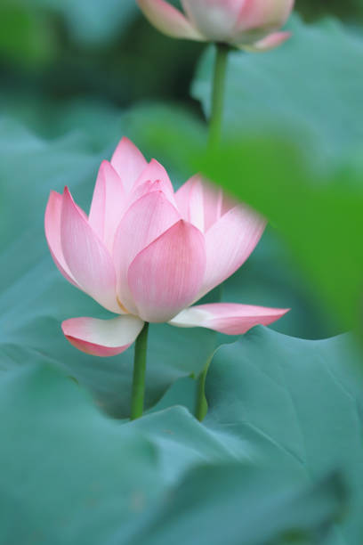 istock a  lotus flower blossom at summer time 974574112