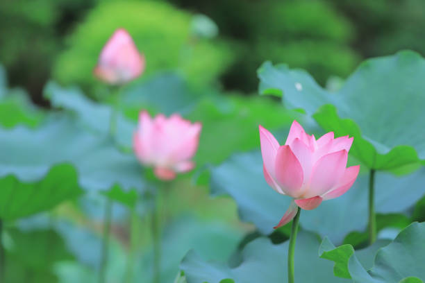 istock a  lotus flower blossom at summer time 974574520