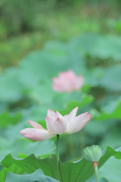 istock a  lotus flower blossom at summer time 974575406