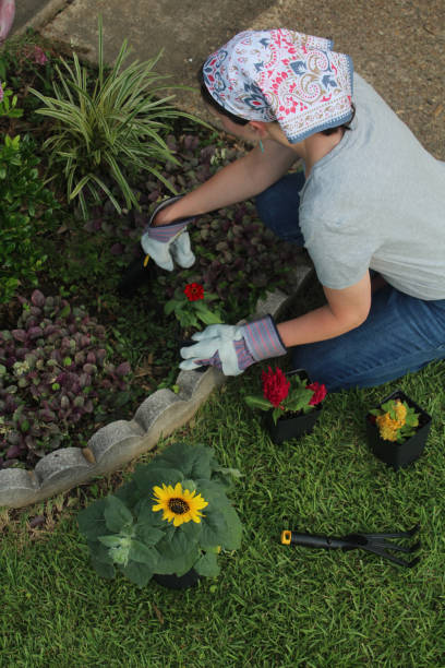 istock flowers being planted 974579494