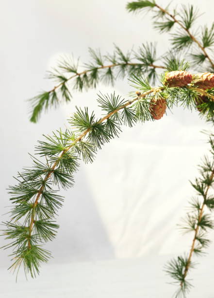 istock larch branch with cones on a white background. copy space 974580658