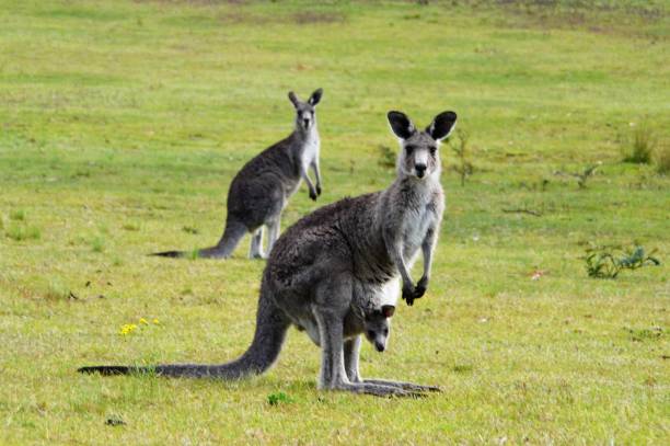 istock Kangaroo with joey in pouch 974580996