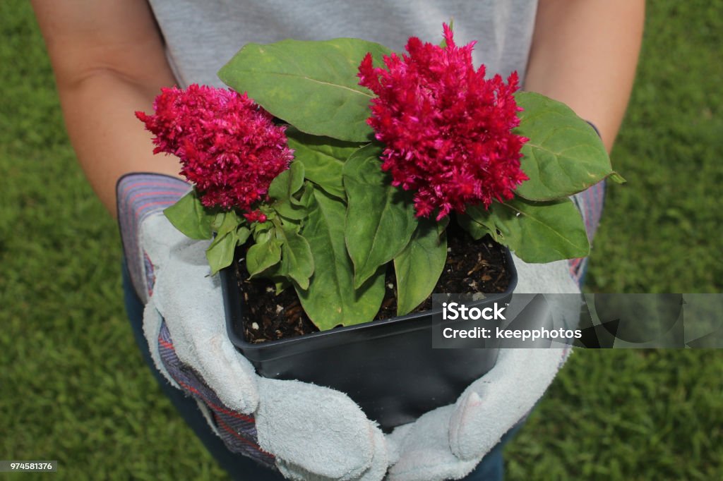 Mujer Tiene Cresta De Gallo Foto de stock y más banco de imágenes de Adulto - Adulto, Cabeza de flor, Cresta de gallo - Planta - iStock Mujer Tiene Cresta De Gallo Foto de stock y más banco de imágenes de Adulto - Adulto, Cabeza de flor, Cresta de gallo - Planta - iStock