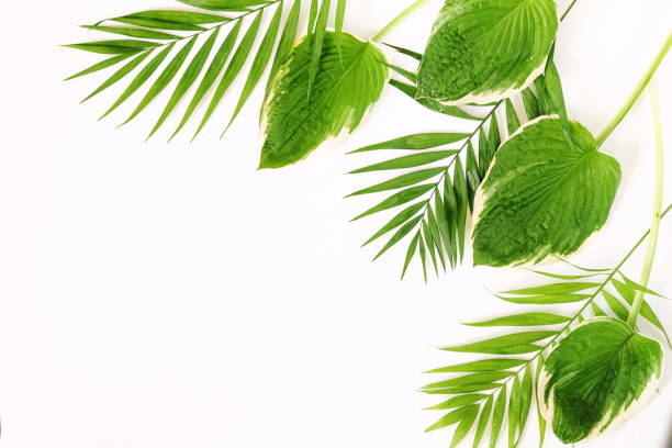 istock exotic green leaves on white background. top view. copy space 974609332
