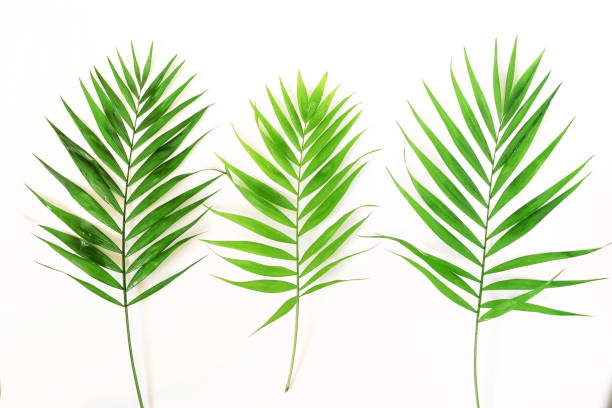 istock green palm branches on a white background.abstract. top view. 974611998