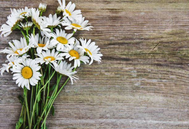 istock Chamomile flowers on a wooden table 974612198