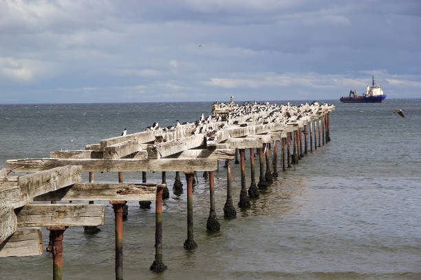istock Cormorants in Punta Arenas, Chile 974618052