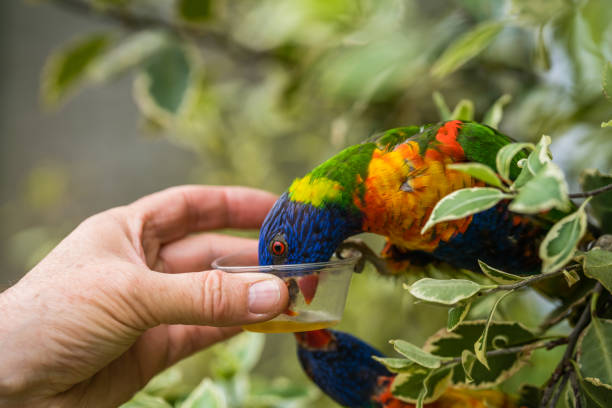 Man feeding sweet nectar to Colourful parrot Rainbow called Lorikeet, sitting on the branch of a tree in a zoo
