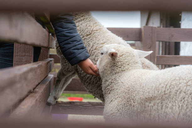 istock Man feeding sheep in on the farm 974620692