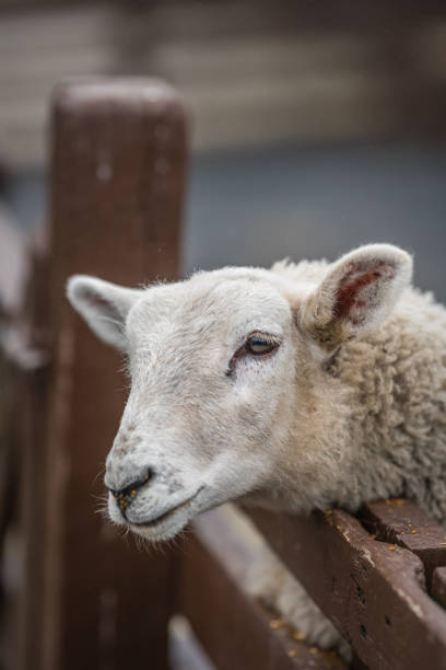 istock Cute sheep on the farm 974621076