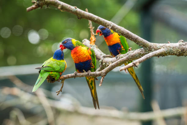 istock Colourful Lorikeet Rainbow parrots in a zoo 974623636