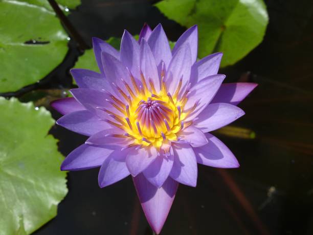 istock Water flower in pond 974624234