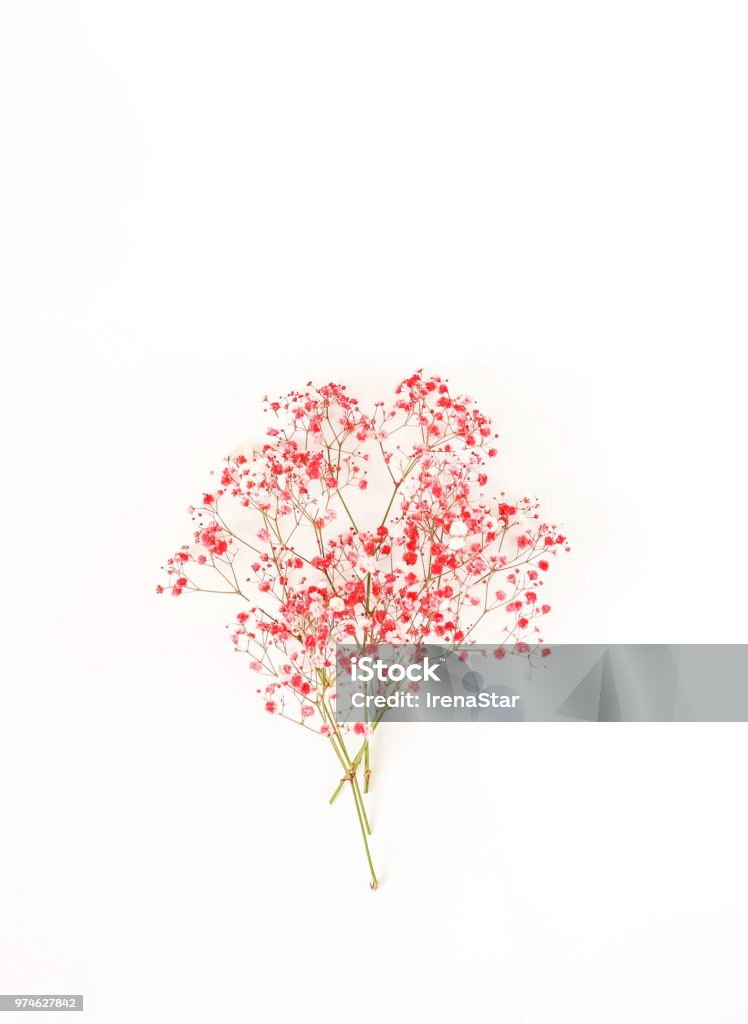 ramo de hypsophila de flor de rosa de rojo sobre fondo blanco. Fondo de flores mínima. vista superior. copia espacio - Foto de stock de Flor libre de derechos