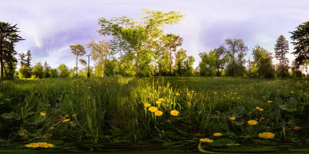 Photo of Field of yellow dandelions in the green forest at sunset. Spherical 360vr degree panorama