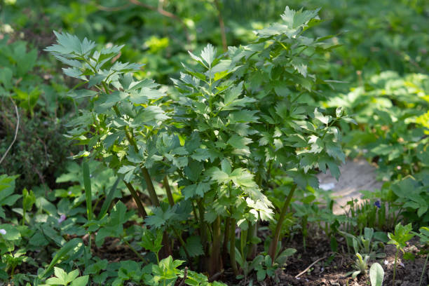 spezie ed erbe aromatiche, pianta di lovage (levisticum officinale) che cresce in giardino. - levisticum officinale foto e immagini stock