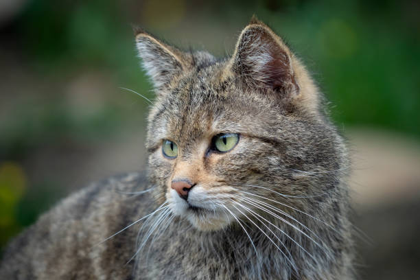 istock European Wild Cat (Felis silvestris) 974630878