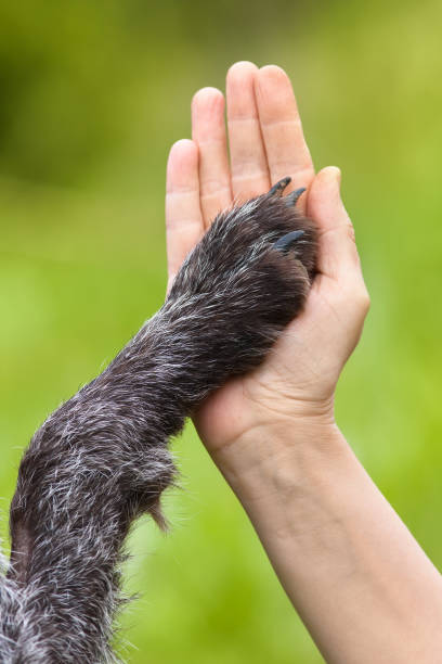 istock handshake between woman and dog 974631242
