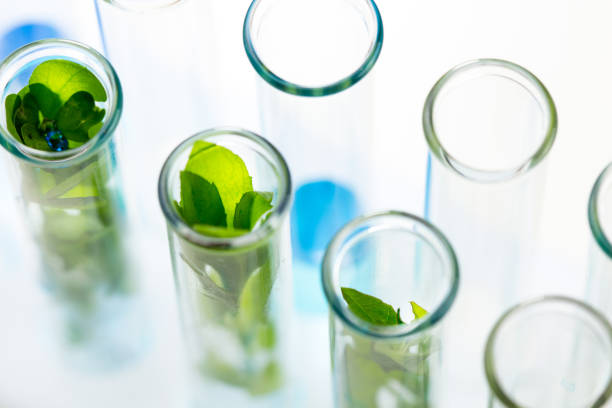 green fresh plants grown up in test tubes in laboratory. - science life medical research healthcare and medicine imagens e fotografias de stock