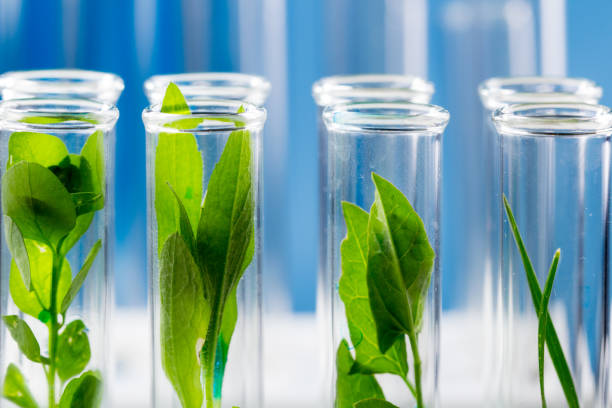istock Green fresh plants grown up in test tubes in laboratory. 974633376