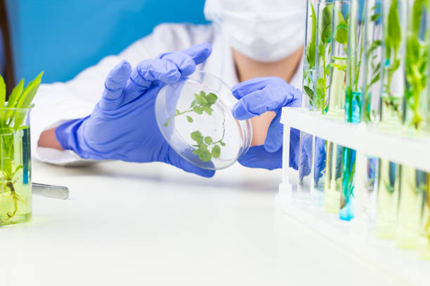 istock Scientist hold petri dish with plant in laboratory. 974633584
