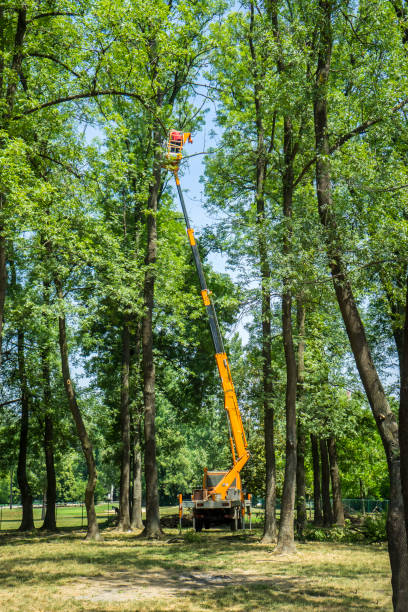 istock A man digs dry branches in a public park 974634212