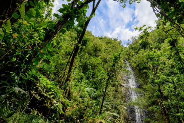 Manoa Falls in Oahu, Hawaii