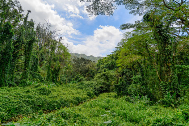Manoa Falls in Oahu, Hawaii