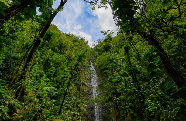 istock Manoa Falls in Oahu, Hawaii 974640038