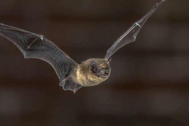 istock Close up of Flying Pipistrelle bat 974641082