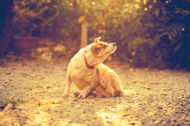 Pet 's skin health.