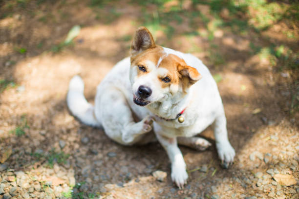 il cane pruriginoso cerca di grattarsi la pelle. - cute animal purebred dog brown foto e immagini stock