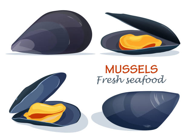 illustrazioni stock, clip art, cartoni animati e icone di tendenza di cozze pesce fresco - mussells
