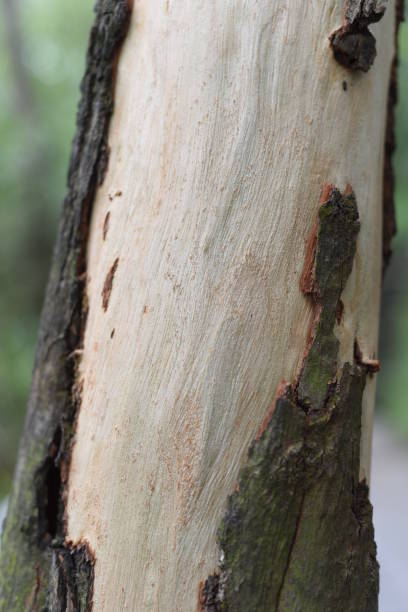 A "wounded" tree (1) Being a worrying scene, a tree had lost large part of its bark (the "skin"), leaving the white cambium layer exposed to the air. cambium photos stock pictures, royalty-free photos & images